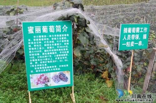 纳溪棉花坡世川农庄葡萄园正式开园迎客(图10) 纳溪棉花坡世川农庄葡萄园正式开园迎客(图10)