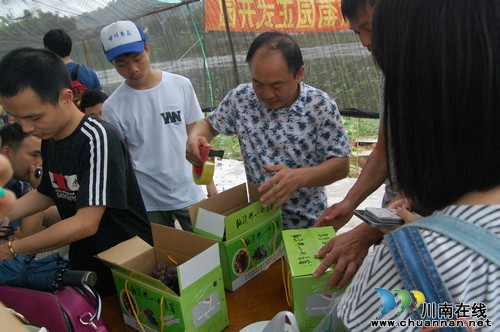 纳溪棉花坡世川农庄葡萄园正式开园迎客(图9) 纳溪棉花坡世川农庄葡萄园正式开园迎客(图9)