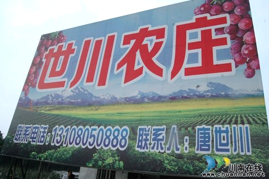纳溪棉花坡世川农庄葡萄园正式开园迎客(图2) 纳溪棉花坡世川农庄葡萄园正式开园迎客(图2)