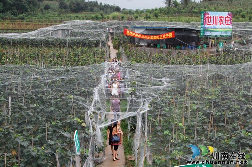 纳溪棉花坡世川农庄葡萄园正式开园迎客(图1) 纳溪棉花坡世川农庄葡萄园正式开园迎客(图1)