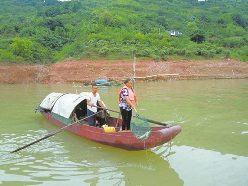 向家坝库区现死鱼 死因初步判断为氨氮超标(图1) 向家坝库区现死鱼 死因初步判断为氨氮超标(图1)