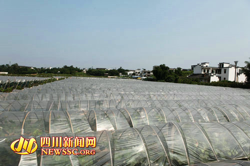 40多个品种任你选&nbsp;泸县龙桥百花洲的葡萄熟了(图1)