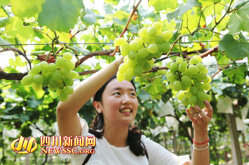 40多个品种任你选&nbsp;泸县龙桥百花洲的葡萄熟了(图4)