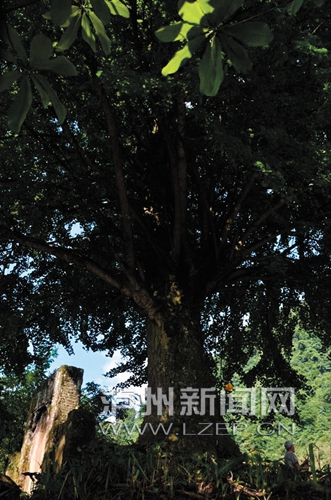 泸州古蔺"银杏王"或已活千年 最粗处需4人合抱(图1) 泸州古蔺"银杏王"或已活千年 最粗处需4人合抱(图1)