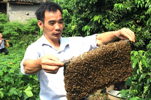 酒城新报蜂箱上的床 追花恋花的泸州养蜂人(图2) 酒城新报蜂箱上的床 追花恋花的泸州养蜂人(图2)