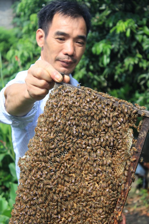 酒城新报蜂箱上的床 追花恋花的泸州养蜂人(图6) 酒城新报蜂箱上的床 追花恋花的泸州养蜂人(图6)