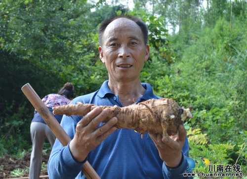 百和镇:中药材白芷喜获丰收(图1) 百和镇:中药材白芷喜获丰收(图1)
