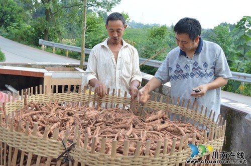 百和镇:中药材白芷喜获丰收(图2) 百和镇:中药材白芷喜获丰收(图2)