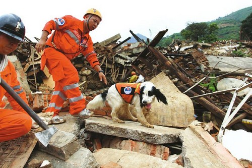 超负荷搜救 泸州搜救犬“猪猪”患上咽炎和哮喘(图1) 超负荷搜救 泸州搜救犬“猪猪”患上咽炎和哮喘(图1)