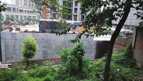 自贡8棵树有"身份证"还遭砍 市值2万赔996元?(图1) 自贡8棵树有"身份证"还遭砍 市值2万赔996元?(图1)