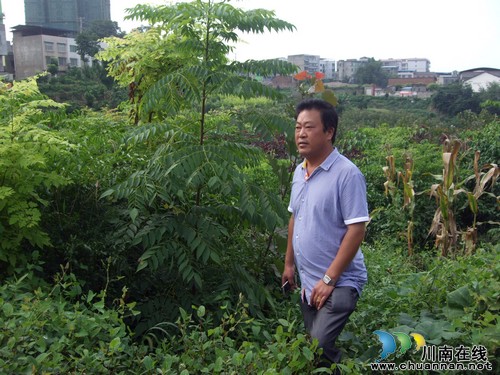 毗卢镇：桂圆专业合作社里的致富达人(图1)