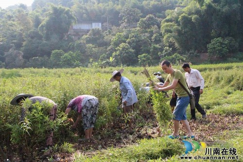 海潮镇:赶黄草道出村里致富经(图2) 海潮镇:赶黄草道出村里致富经(图2)