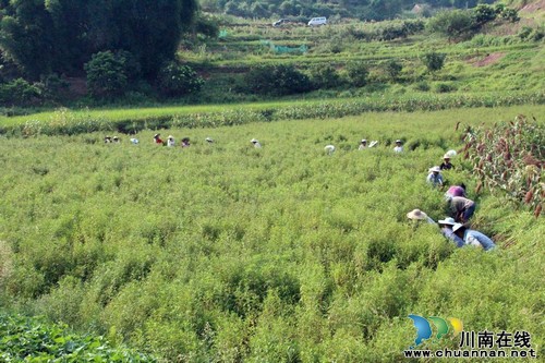 海潮镇:赶黄草道出村里致富经(图1) 海潮镇:赶黄草道出村里致富经(图1)