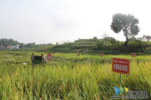 白米镇:水稻新品种"同田竞技" 为粮食生产探路子(图1) 白米镇:水稻新品种"同田竞技" 为粮食生产探路子(图1)