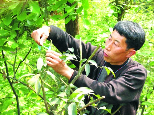 合江荔枝丹满枝 十二金钗盼君来(图7) 合江荔枝丹满枝 十二金钗盼君来(图7)