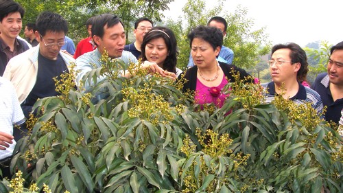 合江荔枝丹满枝 十二金钗盼君来(图3) 合江荔枝丹满枝 十二金钗盼君来(图3)
