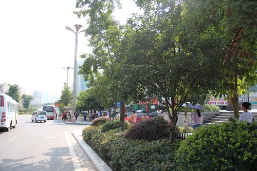 泸州:桂香欲满城何处觅芳踪?新报记者帮你打探(图3) 泸州:桂香欲满城何处觅芳踪?新报记者帮你打探(图3)