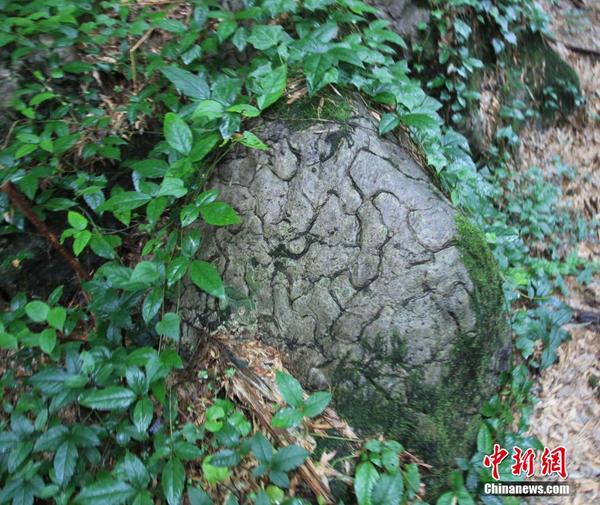 宜宾长宁发现奥陶纪“豹皮纹灰岩”(图1)
