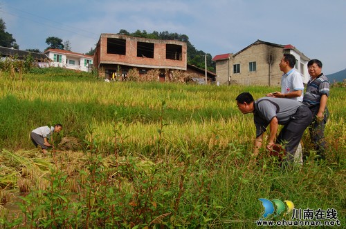 泸州叙永白腊高山大米 每斤售价超40元(图1) 泸州叙永白腊高山大米 每斤售价超40元(图1)