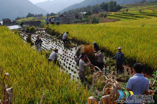 泸州叙永白腊高山大米 每斤售价超40元(图2) 泸州叙永白腊高山大米 每斤售价超40元(图2)