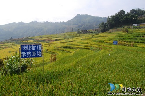 泸州叙永白腊高山大米 每斤售价超40元(图5) 泸州叙永白腊高山大米 每斤售价超40元(图5)