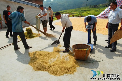 泸州叙永白腊高山大米 每斤售价超40元(图3) 泸州叙永白腊高山大米 每斤售价超40元(图3)