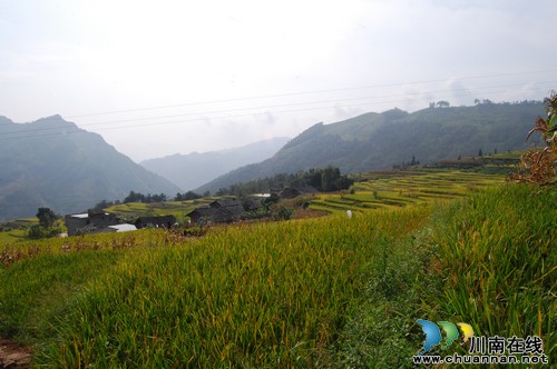 泸州叙永白腊高山大米 每斤售价超40元(图6) 泸州叙永白腊高山大米 每斤售价超40元(图6)
