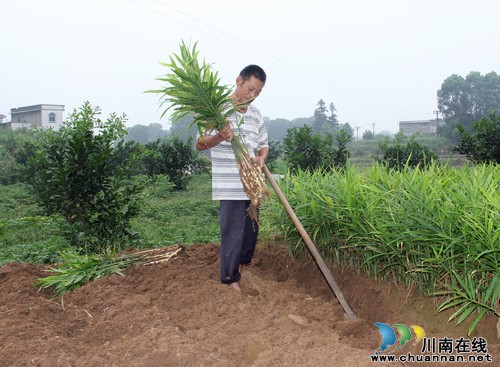 白米镇:大白姜减量不减效(图1) 白米镇:大白姜减量不减效(图1)