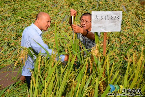 内江:试种优质稻 村民选对"致富路"(图1) 内江:试种优质稻 村民选对"致富路"(图1)