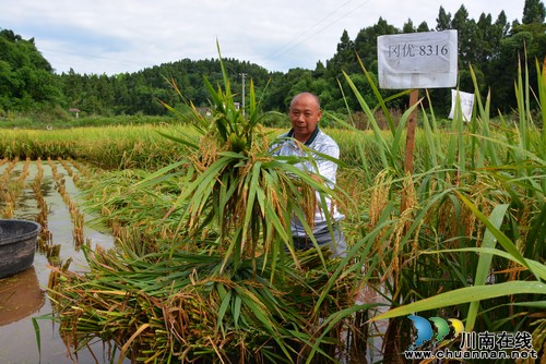 内江:试种优质稻 村民选对"致富路"(图3) 内江:试种优质稻 村民选对"致富路"(图3)
