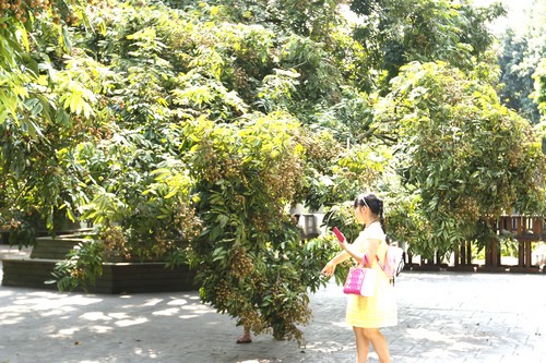 首届张坝•渔子溪国际社区桂圆旅游文化节即将揭幕(图4) 首届张坝•渔子溪国际社区桂圆旅游文化节即将揭幕(图4)
