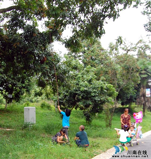泸州:2014年首届中国·张坝桂圆文化节启动(图8) 泸州:2014年首届中国·张坝桂圆文化节启动(图8)