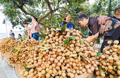 泸州：桂圆上市迎中秋(图1)