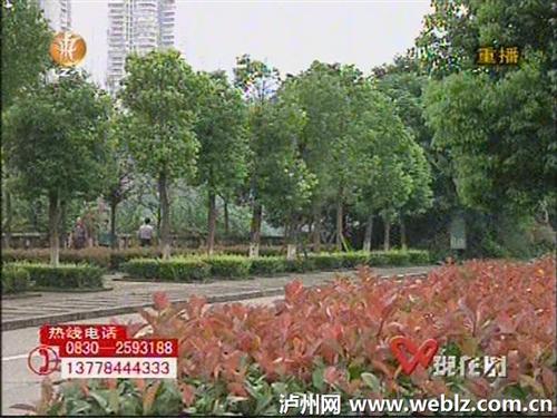 泸州：又到桂花飘香时&nbsp;赏月赏桂到忠山(图1)