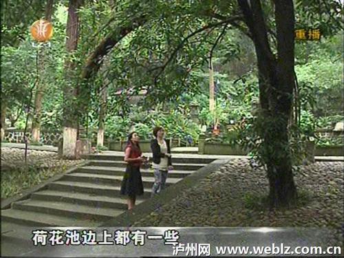 泸州：又到桂花飘香时&nbsp;赏月赏桂到忠山(图2)