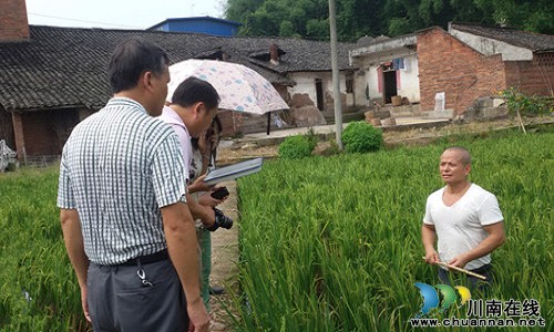 省、市植保专家督导泸县晚秋病虫防控工作(图1) 省、市植保专家督导泸县晚秋病虫防控工作(图1)