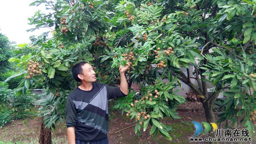 金龙乡:桂圆喜获丰收 全乡增收600万元(图1) 金龙乡:桂圆喜获丰收 全乡增收600万元(图1)
