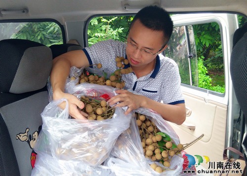 金龙乡:桂圆喜获丰收 全乡增收600万元(图2) 金龙乡:桂圆喜获丰收 全乡增收600万元(图2)