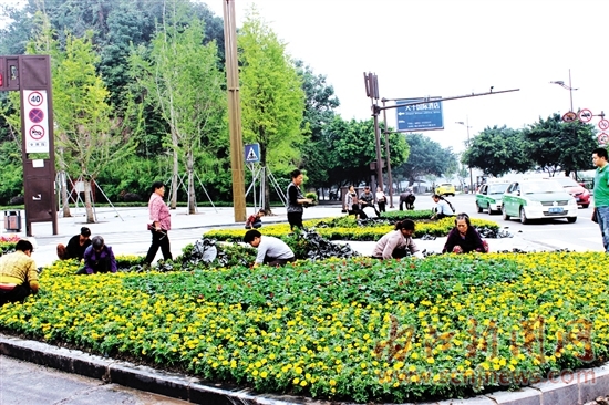 数万盆鲜花装点街道 迎国庆 甜城“穿新装”(图1) 数万盆鲜花装点街道 迎国庆 甜城“穿新装”(图1)