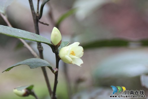 泸州古蔺现国家一级保护植物金花茶原始群落(图3)