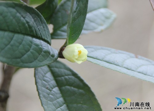 泸州古蔺现国家一级保护植物金花茶原始群落(图2)