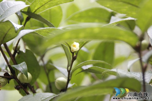泸州古蔺现国家一级保护植物金花茶原始群落(图1)