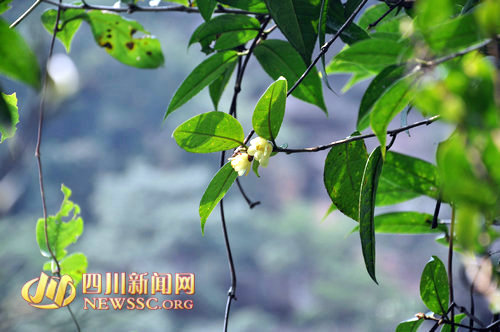 泸州古蔺发现四川首处“茶族皇后”分布群(图1)
