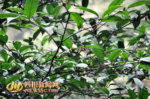 泸州古蔺发现四川首处“茶族皇后”分布群(图3)