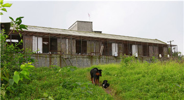 川南重量级鸽王:让每只鸽子都住带"阳台"的单间(图3) 川南重量级鸽王:让每只鸽子都住带"阳台"的单间(图3)