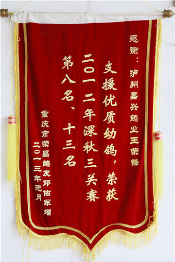 川南重量级鸽王:让每只鸽子都住带"阳台"的单间(图5) 川南重量级鸽王:让每只鸽子都住带"阳台"的单间(图5)