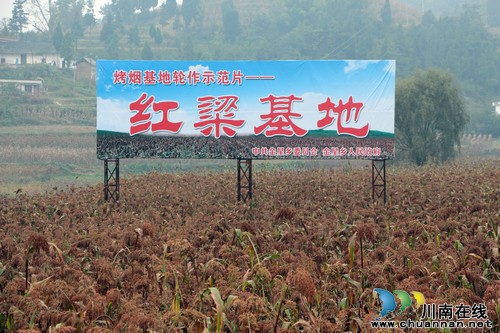 金星乡:园区三千亩观光红梁喜获丰收(图1) 金星乡:园区三千亩观光红梁喜获丰收(图1)