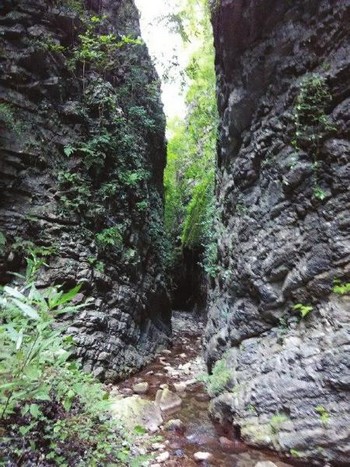 泸州古蔺现3公里长地缝 藏深山、长奇花异草(图1) 泸州古蔺现3公里长地缝 藏深山、长奇花异草(图1)