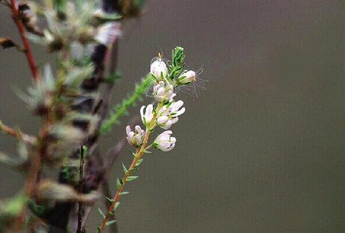 濒危物种疏花水柏枝疑现泸州(图2)