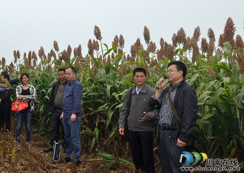 重庆市荣昌县农委莅临泸县再生高粱示范片观摩学习(图1) 重庆市荣昌县农委莅临泸县再生高粱示范片观摩学习(图1)